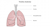 Buy This Trachea Anatomy PowerPoint Template For Slides